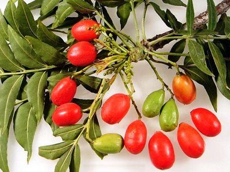wild plum